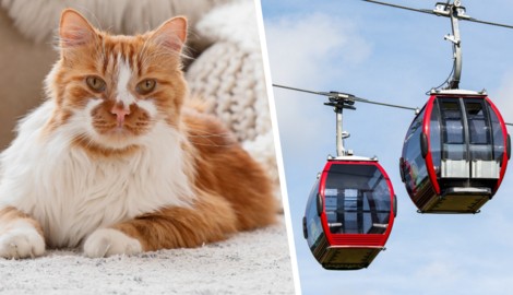 Die Katzen-Tötung sorgt weiter für Aufregung – ein Beschuldigter verlor inzwischen seinen Job ...