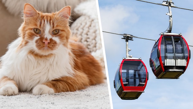 Die Katzen-Tötung sorgt weiter für Aufregung – ein Beschuldigter verlor inzwischen seinen Job ...