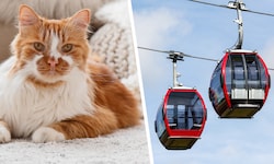 Die Katzen-Tötung sorgt weiter für Aufregung – ein Beschuldigter verlor inzwischen seinen Job ...