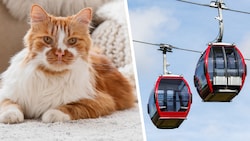 Die Katzen-Tötung sorgt weiter für Aufregung – ein Beschuldigter verlor inzwischen seinen Job ...