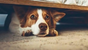 izzzy71 - stock.adobe.com Die Mehrheit der Hunde erlebt Angst oder Verunsicherung häufiger, als ihre Besitzer vermuten.