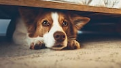Die Mehrheit der Hunde erlebt Angst oder Verunsicherung häufiger, als ihre Besitzer vermuten.