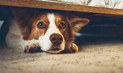 Die Mehrheit der Hunde erlebt Angst oder Verunsicherung häufiger, als ihre Besitzer vermuten.