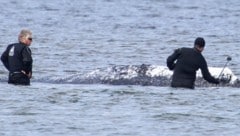 Der Buckelwal „Timmy“ vor der Insel Poel (Archivbild)