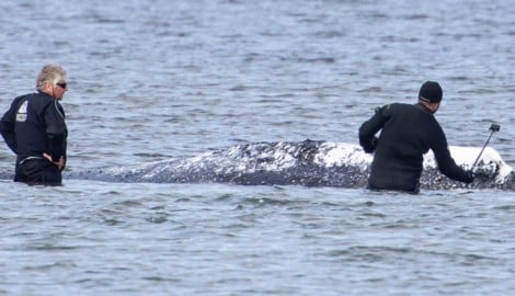 Der Buckelwal „Timmy“ vor der Insel Poel (Archivbild)