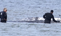 Der Buckelwal „Timmy“ vor der Insel Poel (Archivbild)
