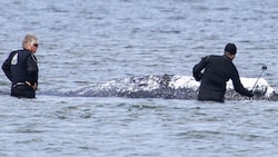 Der Buckelwal „Timmy“ vor der Insel Poel (Archivbild)