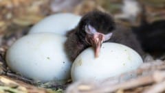 Die kleinen Waldrappe können über Kameras im Nest betrachtet werden