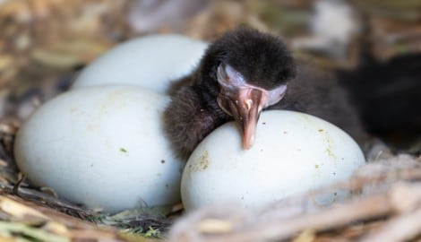 Die kleinen Waldrappe können über Kameras im Nest betrachtet werden