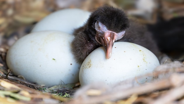 Die kleinen Waldrappe können über Kameras im Nest betrachtet werden