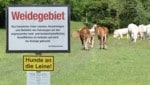 Die Kuhherde zeigt sich nicht unmittelbar aggressiv. Die Weide in Oberlienz wurde ...