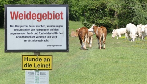 Die Kuhherde zeigt sich nicht unmittelbar aggressiv. Die Weide in Oberlienz wurde ...