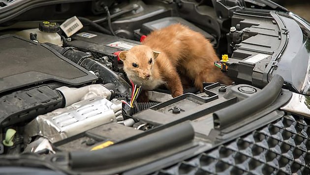 Die Nager tragen Revierkämpfe gerne in den Motorräumen aus.