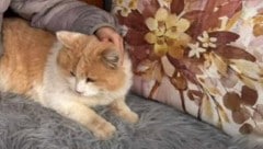 Kater „Schmotzer“ musste unerträgliche Qualen erleiden.