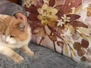 Kater „Schmotzer“ musste unerträgliche Qualen erleiden.