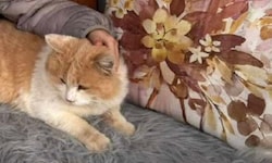 Der fünfjährige Kater wurde Ende April getötet – „sein“ Anwalt wird Fragen an die Täter ...