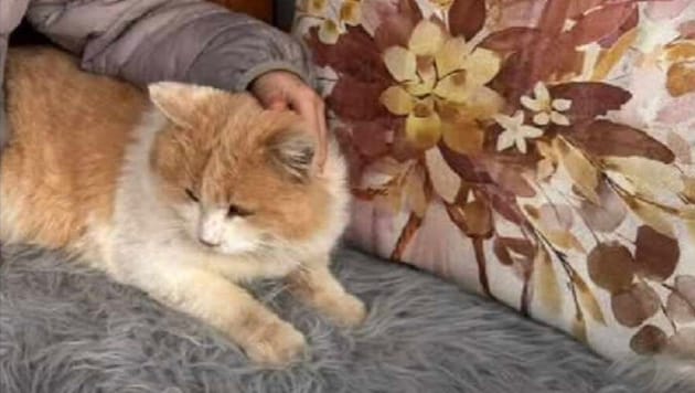 Kater „Schmotzer“ musste unerträgliche Qualen erleiden.