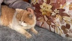 Der fünfjährige Kater wurde Ende April getötet – „sein“ Anwalt wird Fragen an die Täter ...