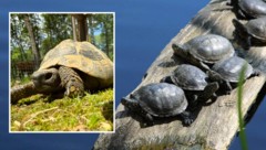 Links: Fundtier „Hermann“, der heute im Assisi-Hof in Stockerau lebt, Rechts: Heimische ...