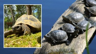 Links: Fundtier „Hermann“, der heute im Assisi-Hof in Stockerau lebt, Rechts: Heimische ...