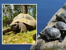 Links: Fundtier „Hermann“, der heute im Assisi-Hof in Stockerau lebt, Rechts: Heimische ...