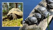 Links: Fundtier „Hermann“, der heute im Assisi-Hof in Stockerau lebt, Rechts: Heimische ...