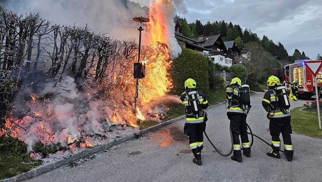 Eine Thujenhecke ging in Flammen auf.