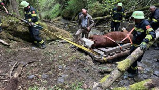 Das Kalb war rund 400 Kilo schwer.