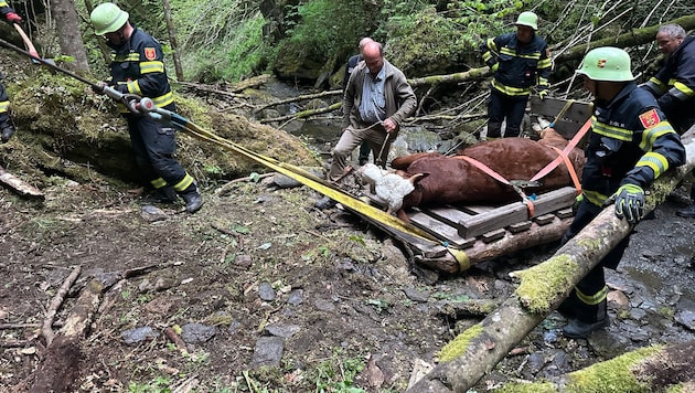 Das Kalb war rund 400 Kilo schwer.