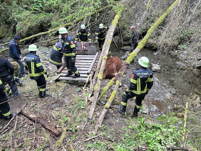 DasTier musste von den Einsatzkräften aus dem graben gezogen werden.