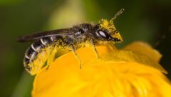Die Bienen sind einem allgemein als „Bestäuber“ im Gedächtnis – doch mit ihr gibt es viele ...