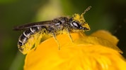 Die Bienen sind einem allgemein als „Bestäuber“ im Gedächtnis – doch mit ihr gibt es viele ...