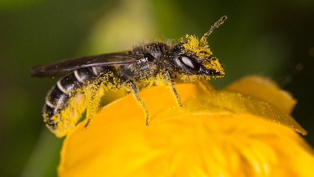 Die Bienen sind einem allgemein als „Bestäuber“ im Gedächtnis – doch mit ihr gibt es viele ...