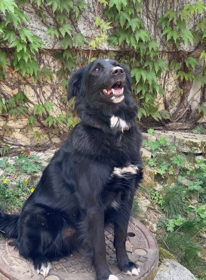 Ruffy wartet sehnlichst im Heim.