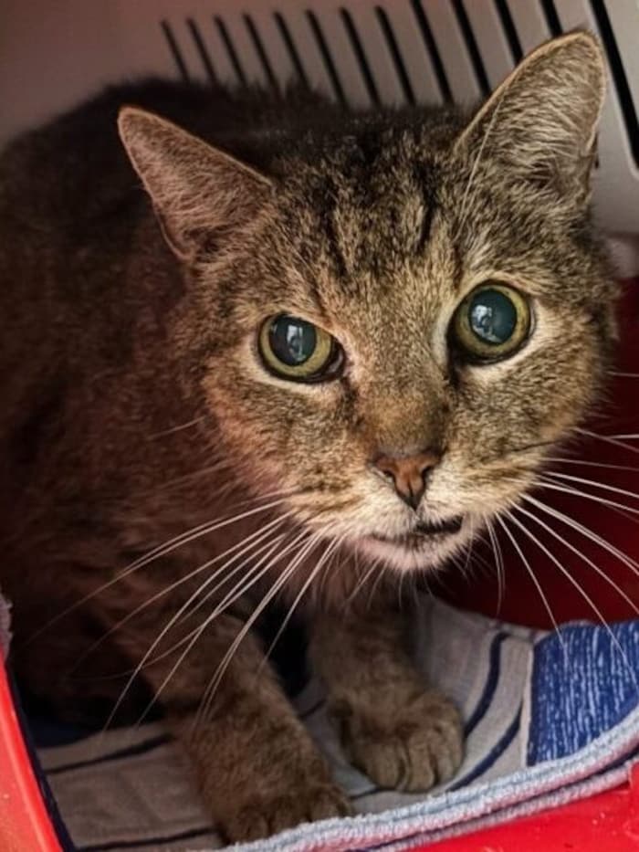 Katzenopa Diego hofft auf einen schönen Lebensabend.