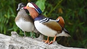 Insgesamt drei Mandarin-Entenpärchen, vier Wasserschildkröten und Fische könnten nun unsanft aus ...