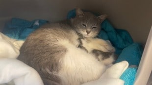 Grausames musste diese Katze und ihre drei Jungen miterleben. Eines ihrer Babys überlebte die ...