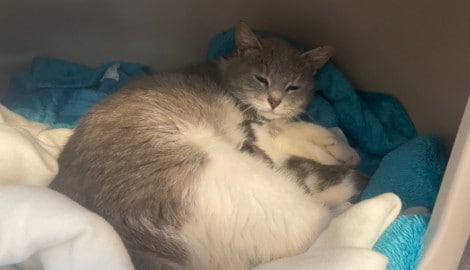 Grausames musste diese Katze und ihre drei Jungen miterleben. Eines ihrer Babys überlebte die ...