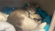 Grausames musste diese Katze und ihre drei Jungen miterleben. Eines ihrer Babys überlebte die ...