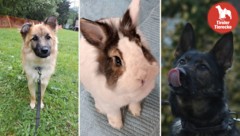 Verschiedene Tierchen auf der Suche nach schönen Plätzchen!