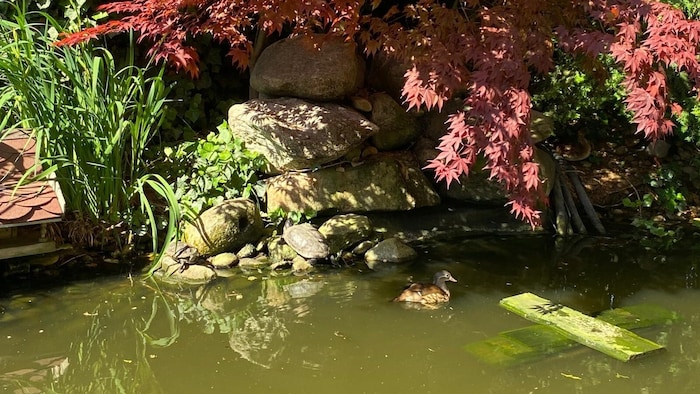 Das Biotop der Familie S. im Garten des Siedlungshauses der Gemeinde existiert seit 1996. Jetzt ...