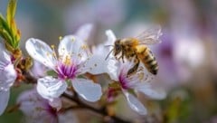 Jetzt blüht und wächst alles – unsere Bienen sind in dieser Zeit in Höchstform und bestäuben ...