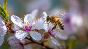 Jetzt blüht und wächst alles – unsere Bienen sind in dieser Zeit in Höchstform und bestäuben ...