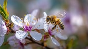 Jetzt blüht und wächst alles – unsere Bienen sind in dieser Zeit in Höchstform und bestäuben ...
