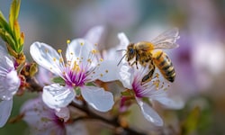 Jetzt blüht und wächst alles – unsere Bienen sind in dieser Zeit in Höchstform und bestäuben ...