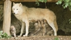Fünffacher Nachwuchs für Polarwölfin Nura
