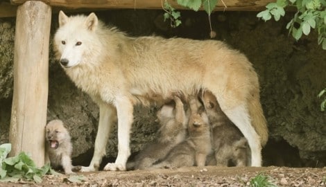 Fünffacher Nachwuchs für Polarwölfin Nura