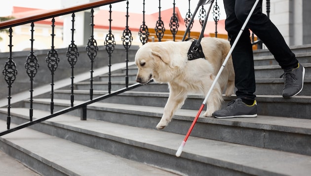 Ein Assistenzhund ist für seinen Menschen im Alltag eine unverzichtbare Unterstützung.