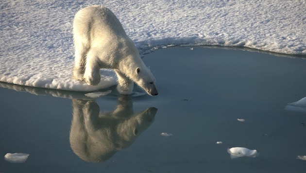 In Norwegen wurde erstmals bei einem Eisbären das Vogelgrippe-Virus nachgewiesen.