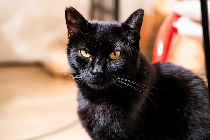 Der Kater wurde von dem Angeklagten in der Wohnung der Mutter erwürgt. (Symbolbild)